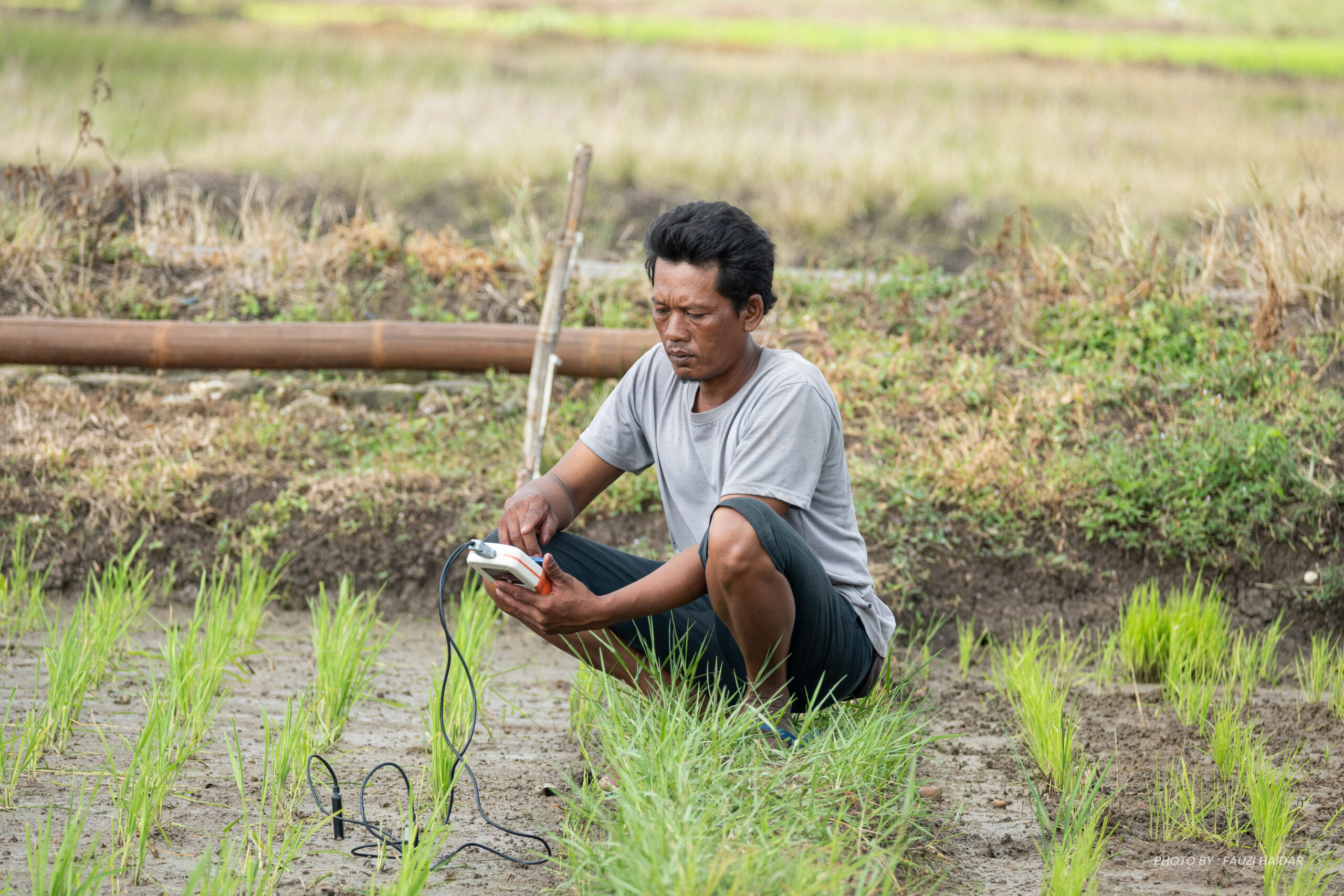 petani - jinawi