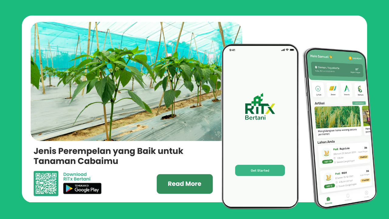 cabai- smart farming