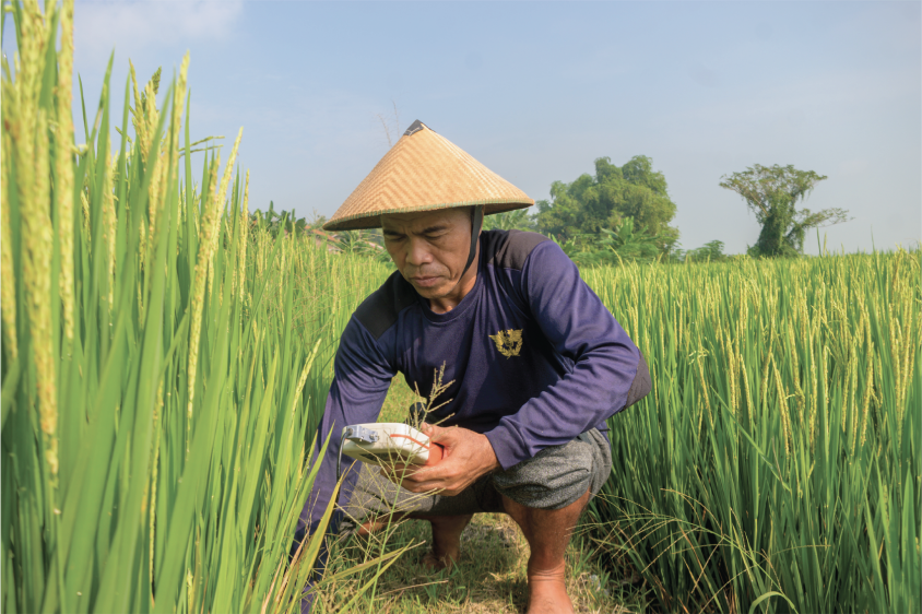 Petani menggunakan Jinawi MSMB untuk monitoring kesehatan tanaman padi dengan teknologi IoT di sawah