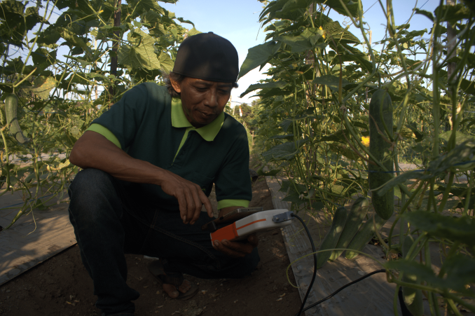 Petani menggunakan sensor Jinawi MSMB untuk mengukur kondisi nutrisi tanah pada budidaya melon dengan teknologi IoT presisi