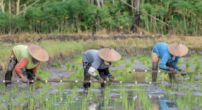 Program pengembangan lahan MSMB bersama petani lokal dalam penanaman padi menggunakan metode budidaya modern dan berkelanjutan